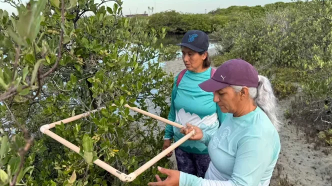 Two women in teal shirts and caps stand in a mangrove area by shallow water, holding a white square-frame used for field sampling.