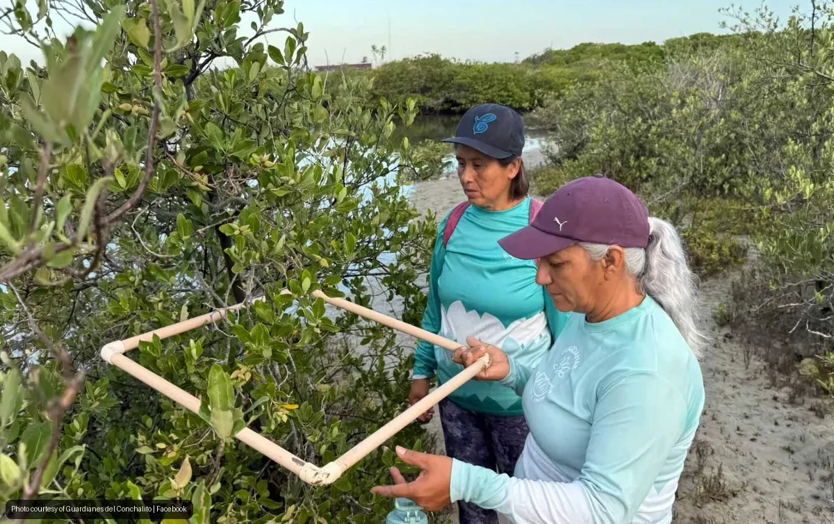 Las Guardianas del Conchalito Restore La Paz Mangroves