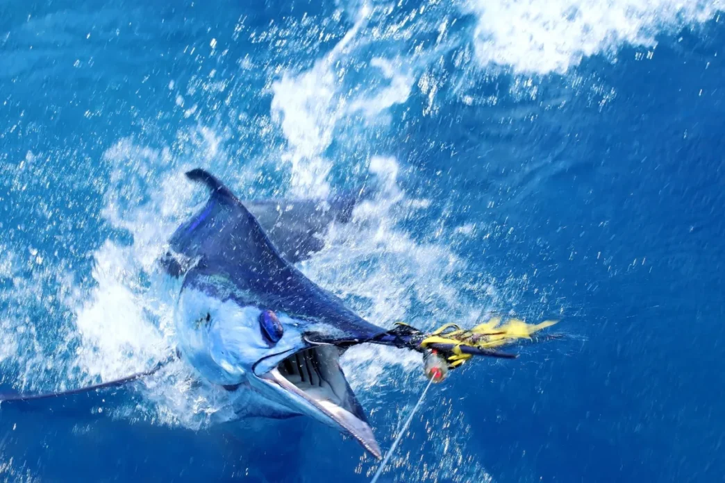 Fish Report: Dorado, Tuna, and Marlin Heat Up Across Baja Sur
