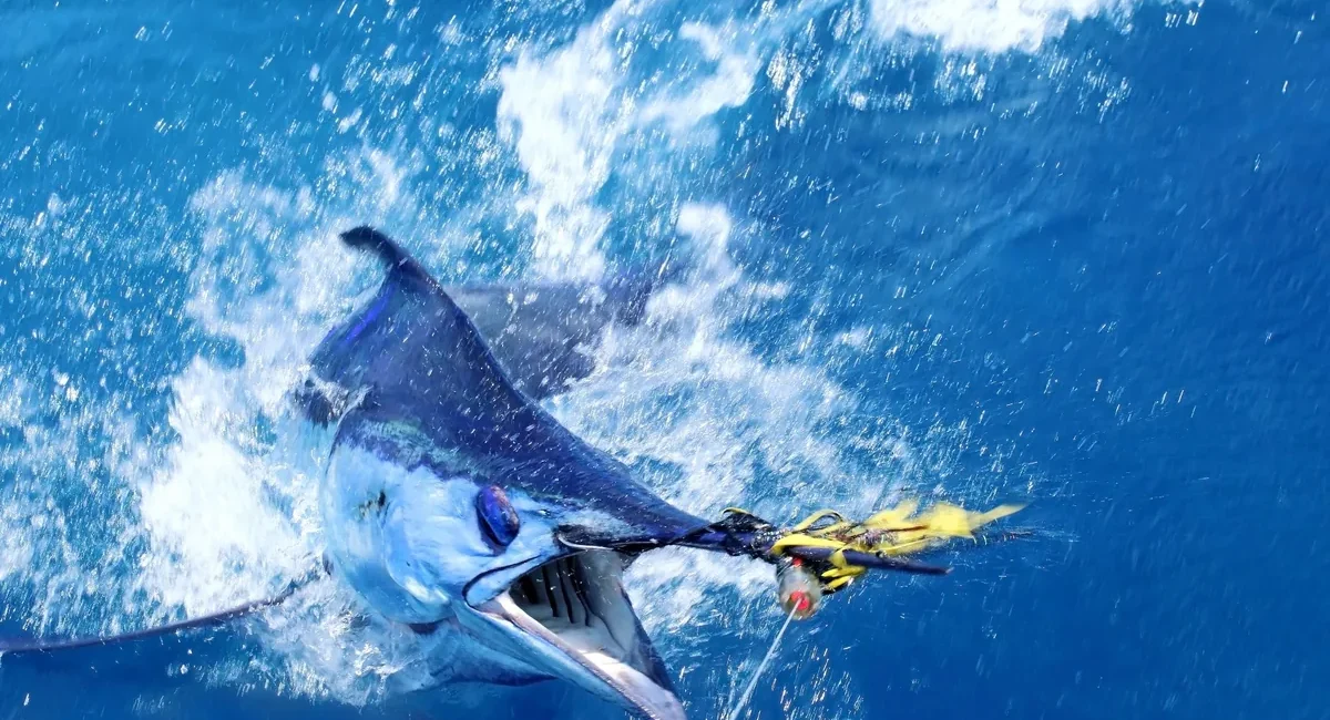 Fish Report: Dorado, Tuna, and Marlin Heat Up Across Baja Sur