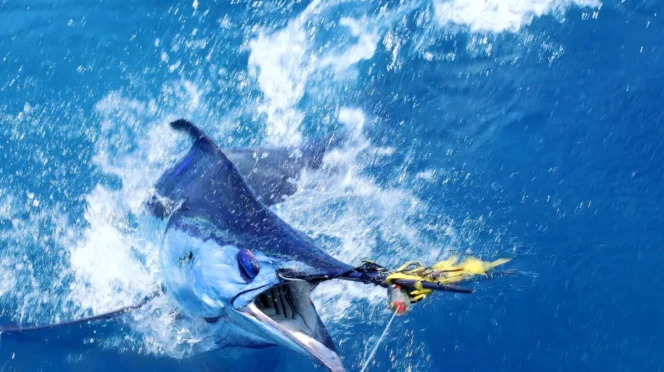Fish Report: Dorado, Tuna, and Marlin Heat Up Across Baja Sur