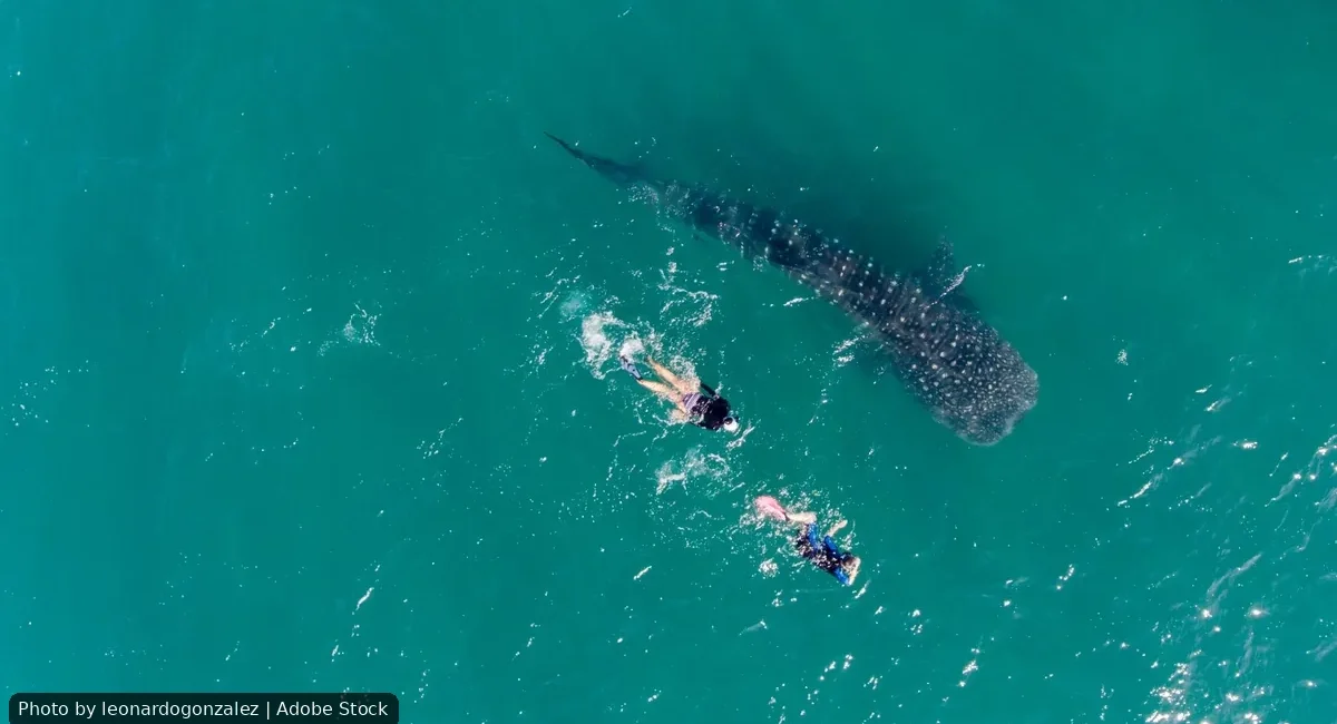La Paz Locks In Whale Shark Tour Rules Through 2029