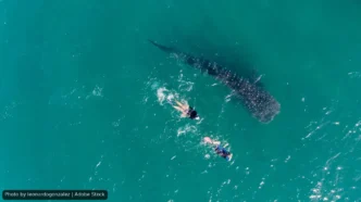 La Paz Locks In Whale Shark Tour Rules Through 2029