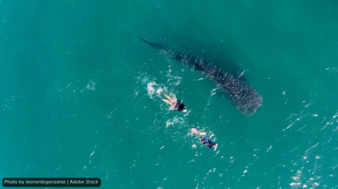 La Paz Locks In Whale Shark Tour Rules Through 2029