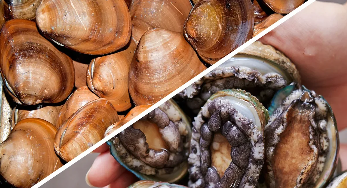 Split image of shellfish: left side shows a pile of brown clams, right side shows opened abalones being held with exposed meat inside their shells, diagonal divider separating halves