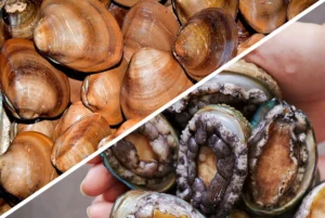Split image of shellfish: left side shows a pile of brown clams, right side shows opened abalones being held with exposed meat inside their shells, diagonal divider separating halves