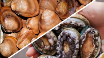 Split image of shellfish: left side shows a pile of brown clams, right side shows opened abalones being held with exposed meat inside their shells, diagonal divider separating halves