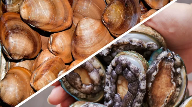Split image of shellfish: left side shows a pile of brown clams, right side shows opened abalones being held with exposed meat inside their shells, diagonal divider separating halves