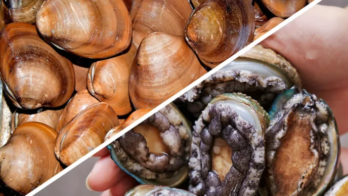 Split image of shellfish: left side shows a pile of brown clams, right side shows opened abalones being held with exposed meat inside their shells, diagonal divider separating halves