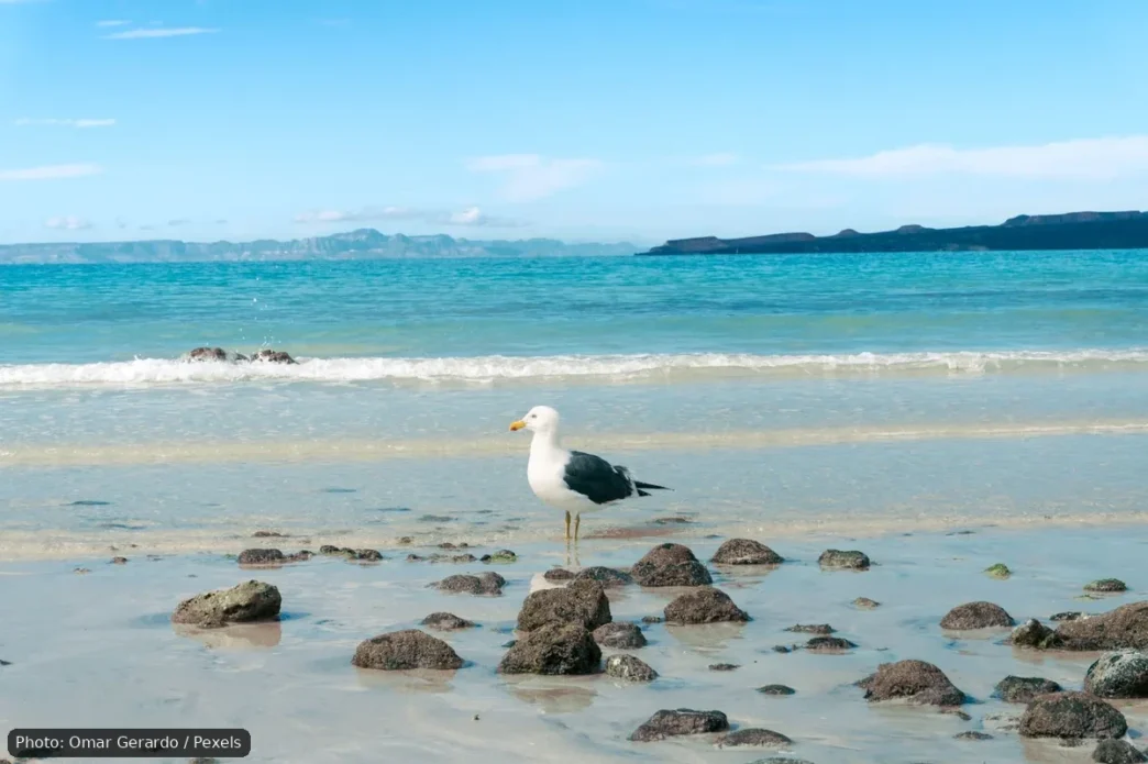 Seagull standing on wet rocks along a calm turquoise beach under a blue sky.