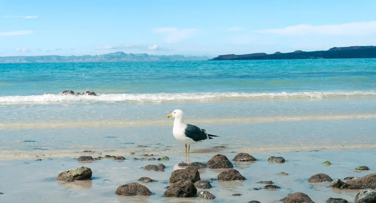 Seagull standing on wet rocks along a calm turquoise beach under a blue sky.