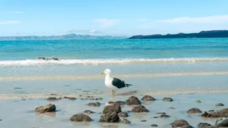 Seagull standing on wet rocks along a calm turquoise beach under a blue sky.