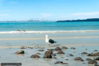 Seagull standing on wet rocks along a calm turquoise beach under a blue sky.