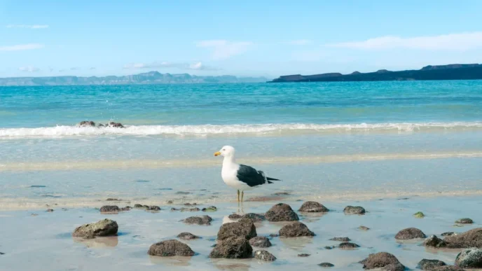 Seagull standing on wet rocks along a calm turquoise beach under a blue sky.