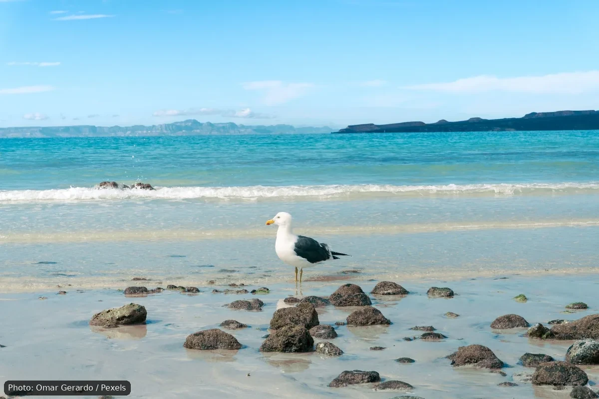 La Paz Bay Sea Level Hits 33-Year High in 2026