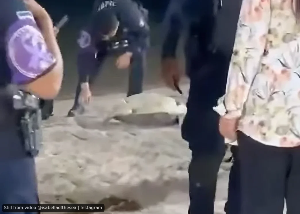 Police Intervention at Turtle Nesting Draws Questions