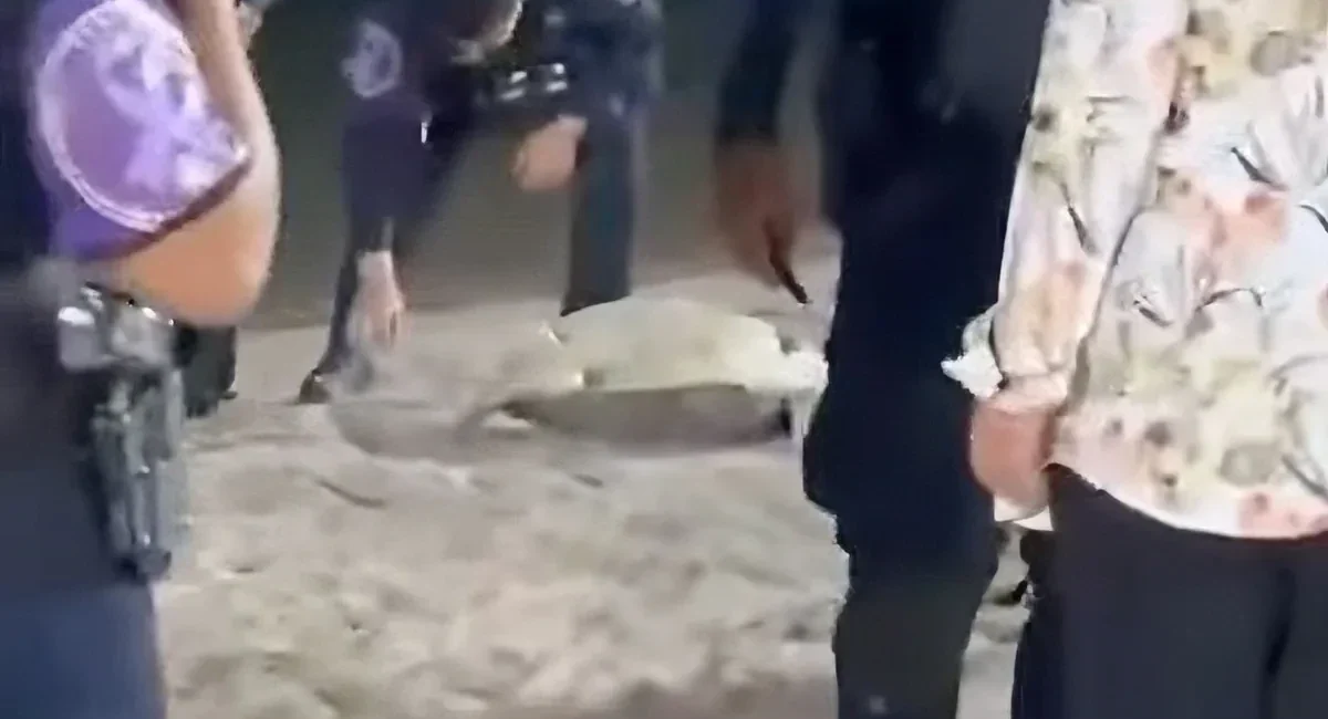Police Intervention at Turtle Nesting Draws Questions