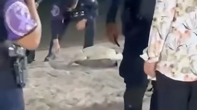 Police Intervention at Turtle Nesting Draws Questions