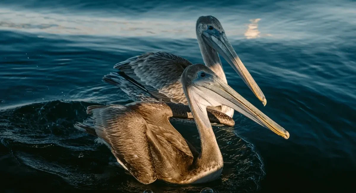 Los Cabos Bird Festival Returns With 2026 Lineup