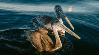 Los Cabos Bird Festival Returns With 2026 Lineup