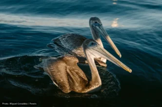 Los Cabos Bird Festival Returns With 2026 Lineup