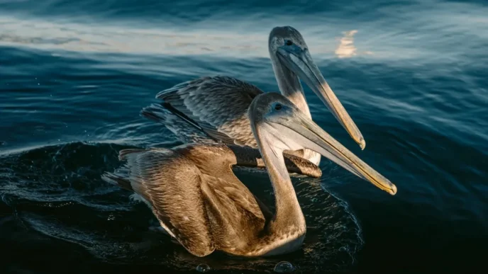 Los Cabos Bird Festival Returns With 2026 Lineup
