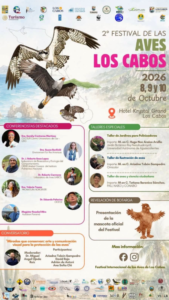 festival de las aves 2 Poster advertising the 2nd Los Cabos Bird Festival 2026, showing a soaring osprey and event details on a colorful background.