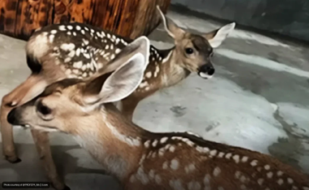 Cabo San Lucas Rescues Three Mule Deer Fawns