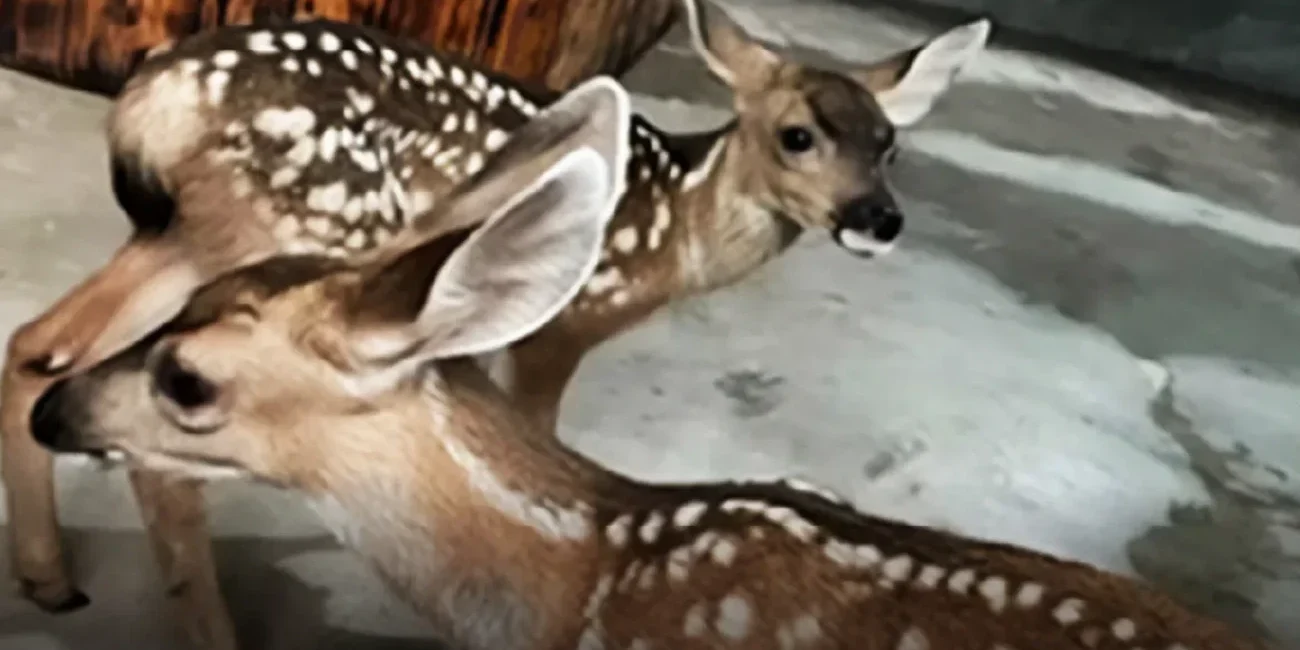 Cabo San Lucas Rescues Three Mule Deer Fawns