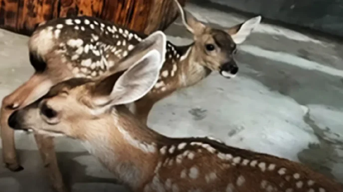 Cabo San Lucas Rescues Three Mule Deer Fawns