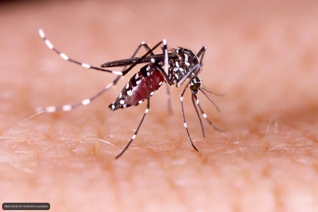Cabo Steps Up Dengue Fumigation After Heavy Rains