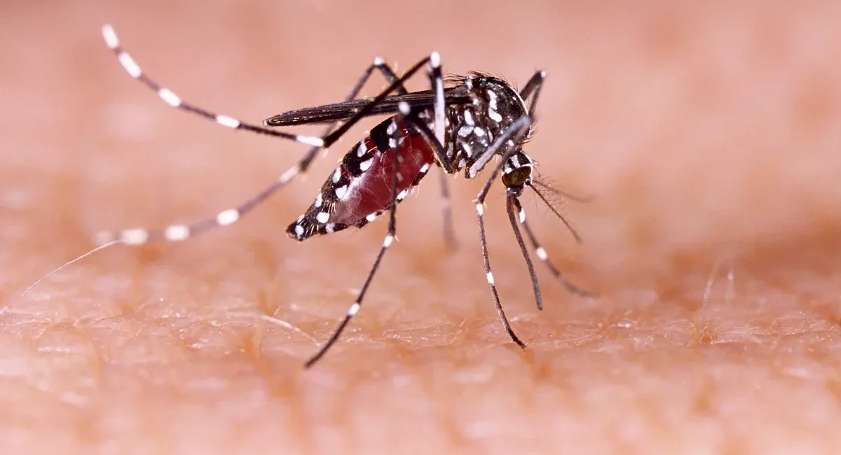 Cabo Steps Up Dengue Fumigation After Heavy Rains