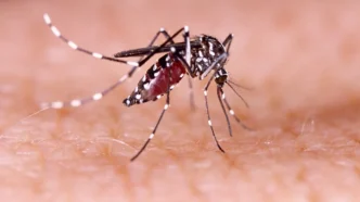 Cabo Steps Up Dengue Fumigation After Heavy Rains