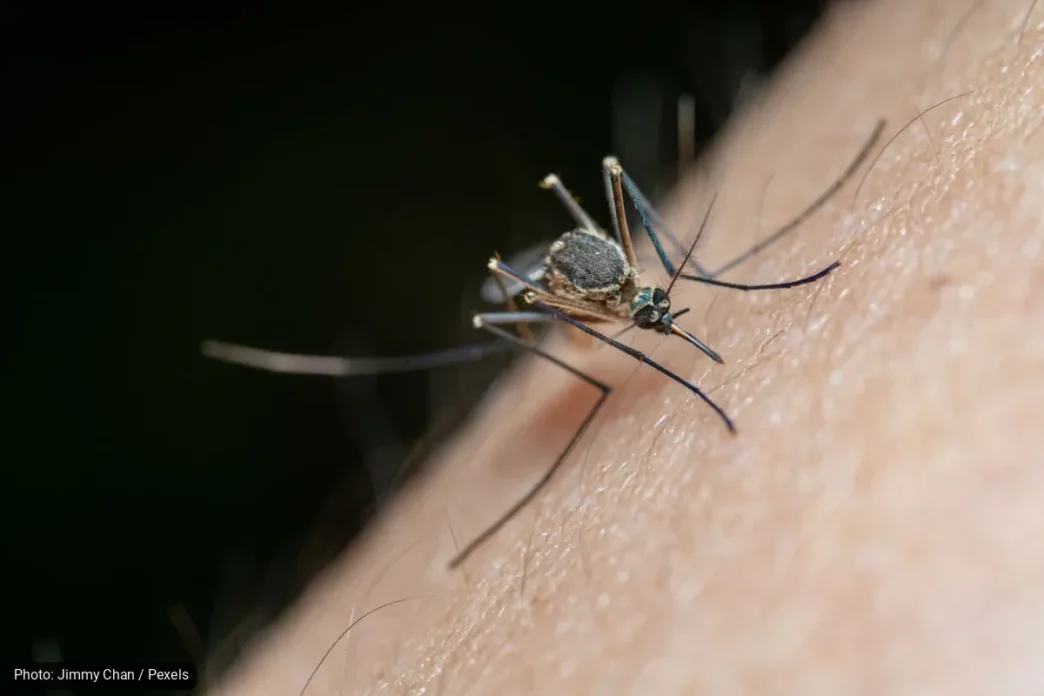 Dengue Response Expands in Los Cabos, Comondú