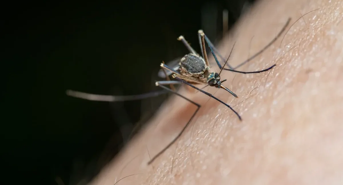 Dengue Response Expands in Los Cabos, Comondú