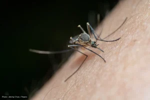 Dengue Response Expands in Los Cabos, Comondú