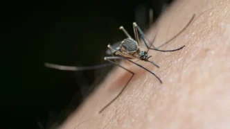 Dengue Response Expands in Los Cabos, Comondú - Gringo Gazette Dengue Response Expands in Los Cabos, Comondú