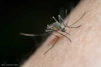 Dengue Response Expands in Los Cabos, Comondú