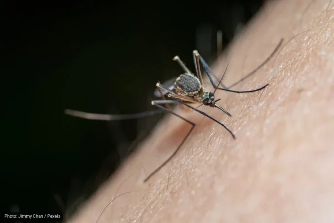Dengue Response Expands in Los Cabos, Comondú