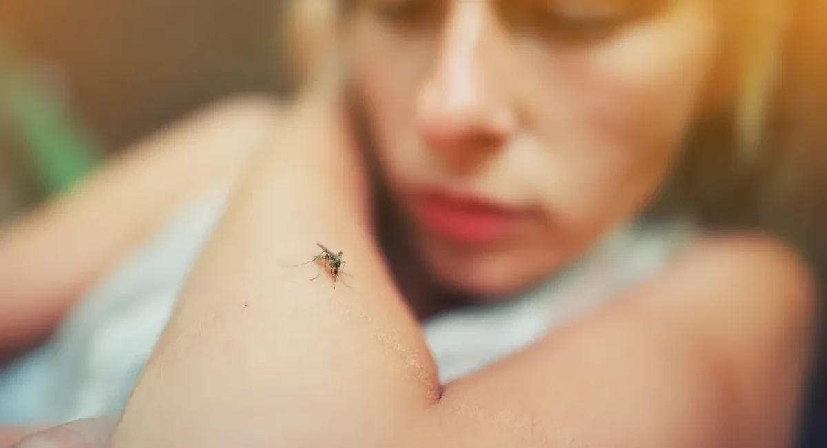 Dengue Season Checklist for Returning Snowbirds