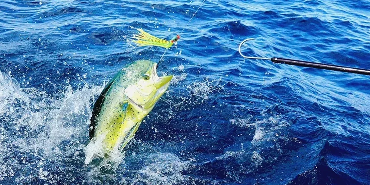BCS Lawmakers Hold the Line on Dorado for a Third Year