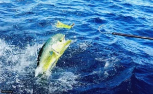 BCS Lawmakers Hold the Line on Dorado for a Third Year