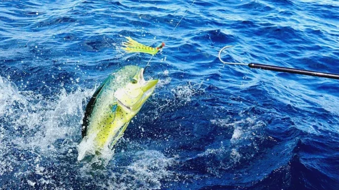 BCS Lawmakers Hold the Line on Dorado for a Third Year