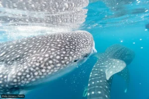 La Paz Issues 112 ID Flags for Whale Shark Tours