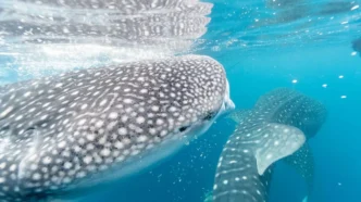 La Paz Issues 112 ID Flags for Whale Shark Tours - Gringo Gazette La Paz Issues 112 ID Flags for Whale Shark Tours
