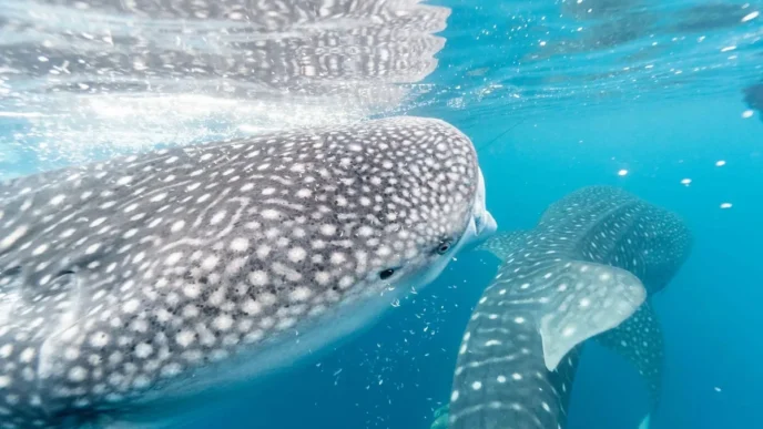 La Paz Issues 112 ID Flags for Whale Shark Tours