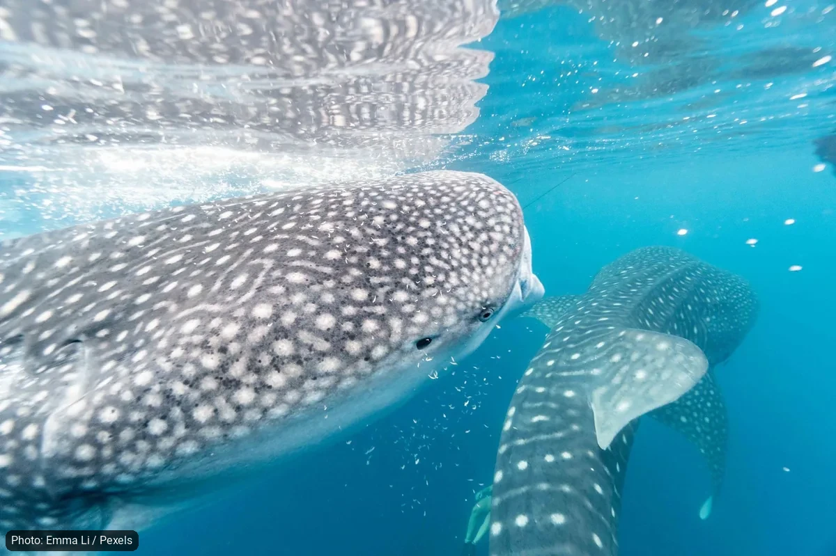La Paz Issues 112 ID Flags for Whale Shark Tours